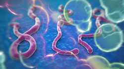 microscopic image of Ebola virus